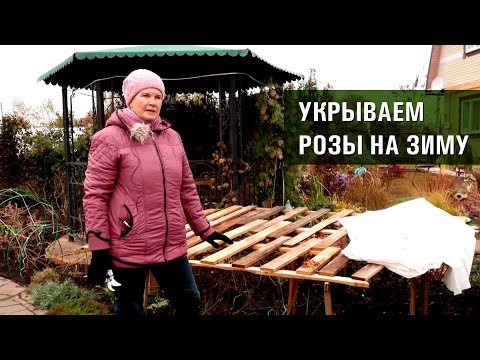 Видео: Обрезка роз осенью. Три способа укрытия роз на зиму.