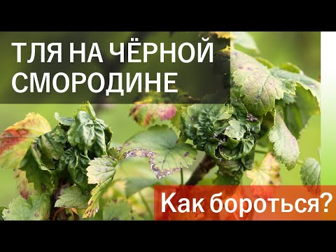 Видео: Тля на чёрной смородине. Как бороться?