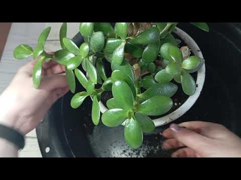 Видео: Денежное Дерево (Толстянка, Крассула): Обрезка, Пересадка, Уход / Мой опыт