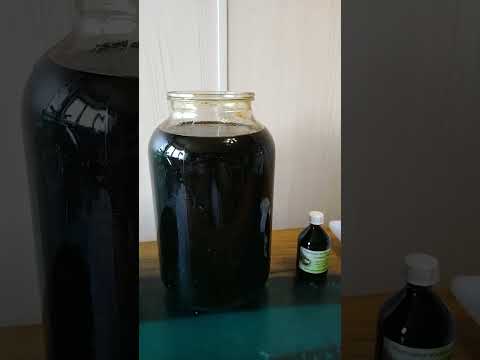 Видео: Восковая моль. Часть 3.                      #настойка восковой моли #пжвм#медовая - жизнь