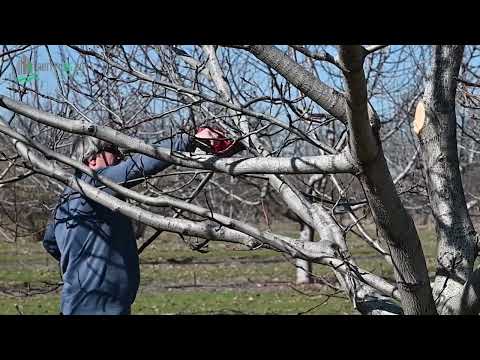 Видео: Зимна резитба на 10-годишни орехови дървета