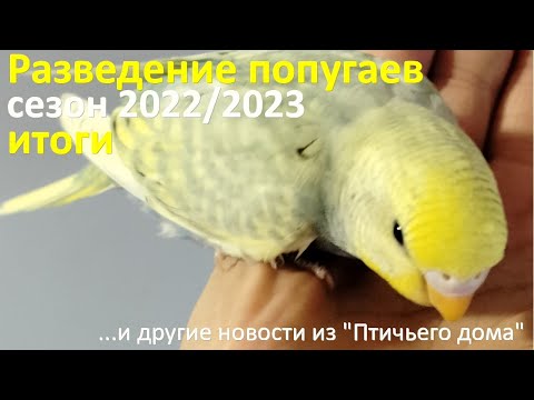 Видео: Итоги сезона разведения волнистых попугаях и другие не очень хорошие новости.