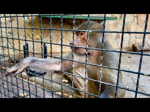 Видео: МЫ В ШОКЕ! Люська настолько умная, что САМА ПОКАЗЫВАЕТ, какую пюрешку ей дать! 