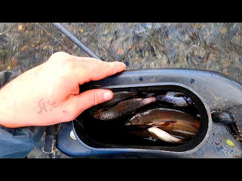 Видео: Рыбалка на Хариуса/Хариус стоит в ЯМАХ и на ПЛЕСАХ./на Удочку и МУШКУ.