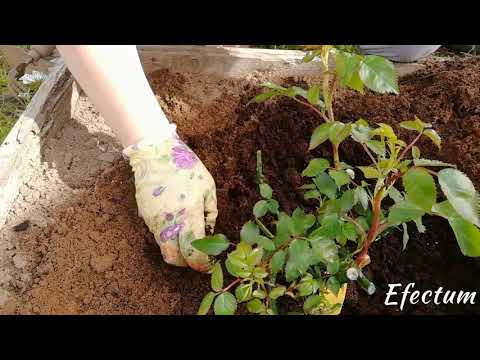 Видео: Посадка плетистой розы Барок с закрытой корневой системой из подворье.