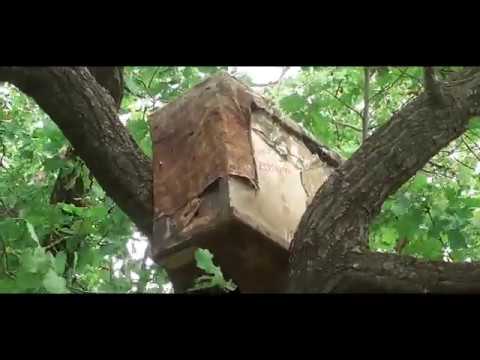 Видео: Проверка ловушек со счётом 13-1.  23.06.20.