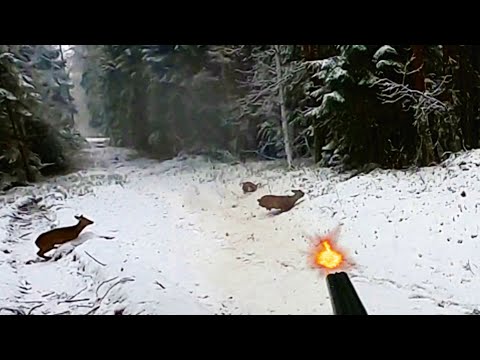 Видео: Загонная ОХОТА. ДВОЕТОЧИЕ. 4 декабря 2021г.