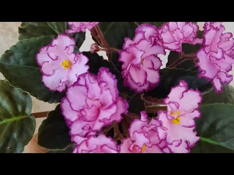Видео: Цветущие фиалки с названием сорта. Видеокаталог 1 часть.