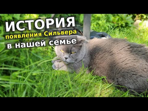 Видео: История появления у нас Сильвера