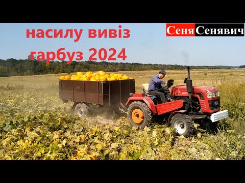 Видео: Бізнес на зернятах, МЕГА УРОЖАЙ гарбуза 2024, нагрузили цілу гору, будем молотить і робить ГРОШІ