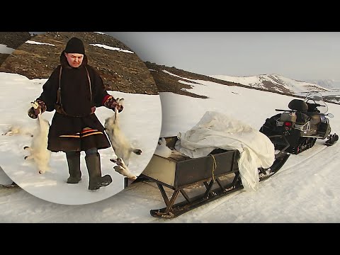 Видео: С полем! "Охота на зайцев по ненецки"