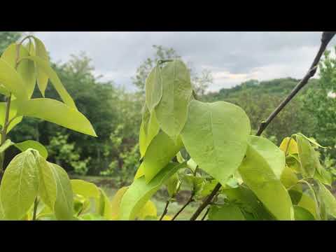 Видео: Хурма , вегетация , почки , намечается цветение . Май 2020 Киевская обл