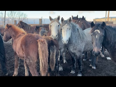 Видео: Жабағыларды саттым 30.11