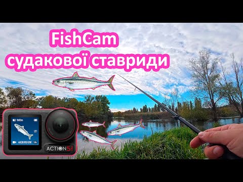 Видео: Ставридні судаки і тест нової камери з Gamakatsu Hana 2 S80MH-Solid