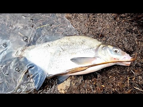 Видео: Синец не даёт передышки .Лещ поклевывает .Похолодало ,но это не помешало наловить рыбы. Рыбалка с +