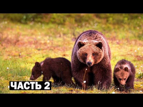 Видео: (Часть 2) Ужасная встреча с медведицей, просто ужас во плоти!