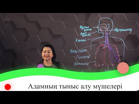 Видео: Адамның тыныс алу мүшелері. 7 сынып.