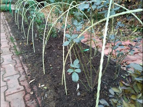 Видео: РОЗЫ. НАЧИНАЮЩИМ. ВАЖНЫЕ ВОПРОСЫ ПО УКРЫТИЮ