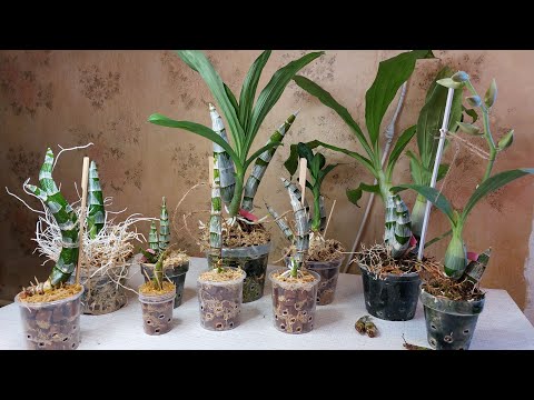 Видео: Когда лучше делить морковки. И почему. Катасетум или орхидея морковка.
