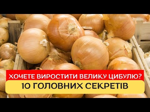 Видео: 10 головних секретів із вирощування великої цибулі. Як виростити цибулю. Велика цибуля без проблем