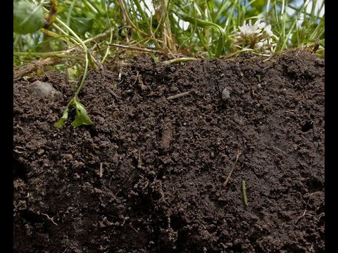 Видео: Изменение количественного и качественного состава органического вещества чернозема типичного