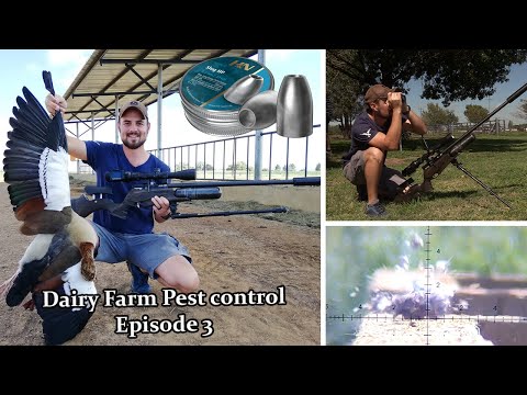 Видео: Борьба с вредителями с помощью пневматической винтовки — Борьба с вредителями на молочной ферме. ...