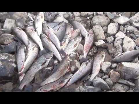 Видео: ХАРИУС Атакует БАЛДА РУЛИТ!!! Ведро Хариуса с ОДНОГО ЗОЛОТОГО места реки Тайги Сибири Рыбалка 2025