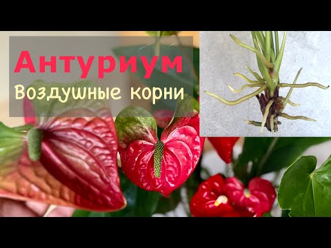 Видео: №113. Антуриум и его воздушные корни. Что в них особенного? в чем отличие от корней в грунте?
