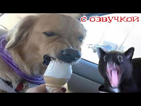 Видео: ПРИКОЛЫ С КОТАМИ! С ОЗВУЧКОЙ! Самые смешные животные! ТЕСТ НА ПСИХИКУ!
