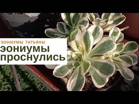Видео: Эониумы в период роста