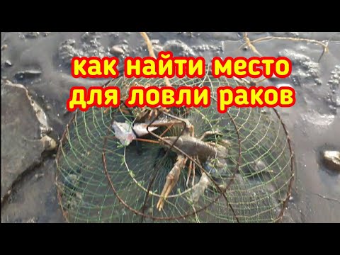Видео: ЛОВЛЯ РАКОВ ВЕСНОЙ НА НОВОМ МЕСТЕ, ЛОВЛЯ РАКОВ В МАРТЕ 2021,ЖОР РАКА