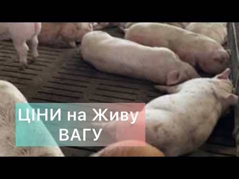 Видео: Ціни на Свиней