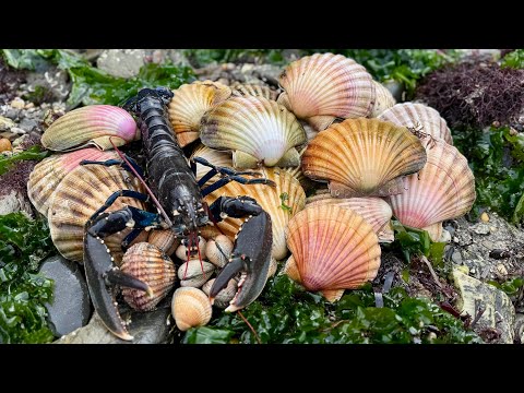 Видео: Поиск гребешков, моллюсков и сердцевидок в прибрежных водах во время мощного весеннего прилива | ...