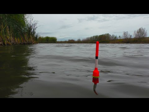 Видео: Эта рыба сломала любимую удочку ! Рыбалка на поплавок в октябре.