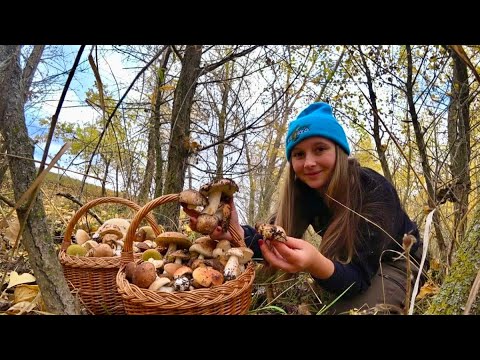 Видео: ПРИЕХАЛА НА РЫБАЛКУ,А НАРВАЛАСЬ НА ЭТО… Рыбалка и сбор грибов осенью 