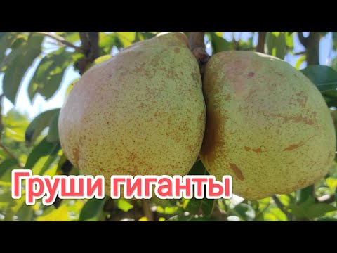 Видео: Груши гиганты, сорт Бере Дюрондо. 