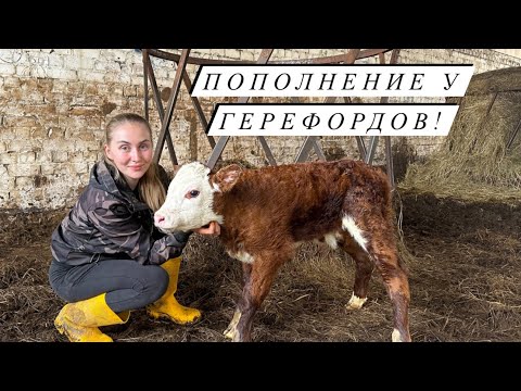 Видео: Долгожданный отёл! Кого нам принесла мясная коровка! Вечерняя управа на хозяйстве!