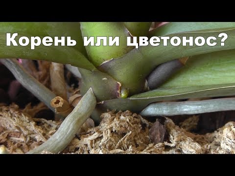 Видео: как отличить корень от цветоноса у орхидеи? Растет детка?Отличия корня от цветоноса орхидеи