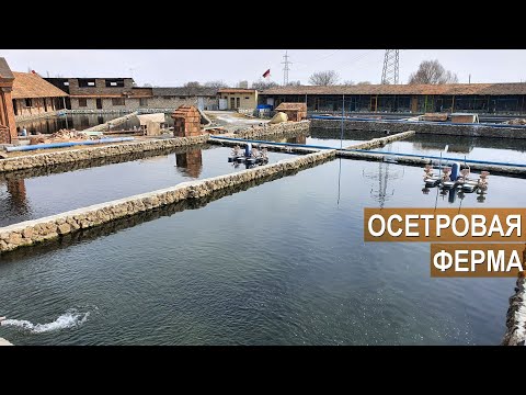 Видео: Икорный бизнес. Осетровая ферма Артура Акопяна. Республика Армения