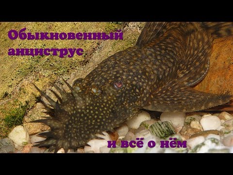 Видео: Обыкновенный анциструс и всё о нем