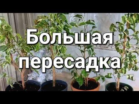 Видео: Комнатные растения. Большая пересадка. #комнатныерастения#пеперомия#комнатныецветы#пересадка#фикус