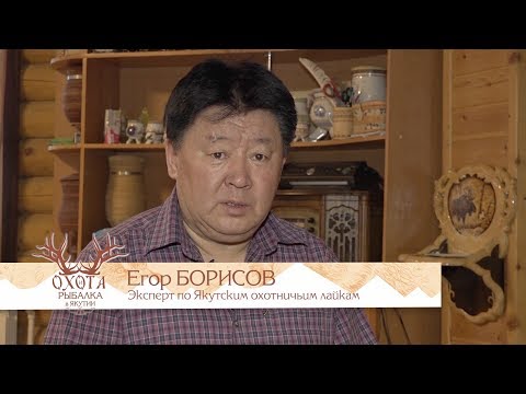 Видео: Якутская охотничья лайка. Интервью Егора Борисова