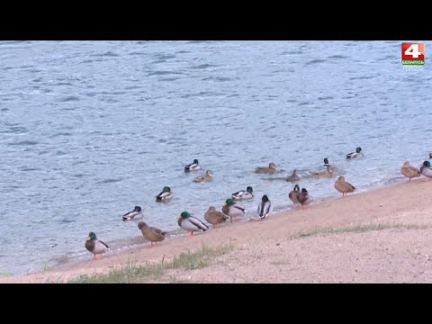 Видео: Отец с сыном ловили уток на крючок | Новости Гродно. 22.10.2021