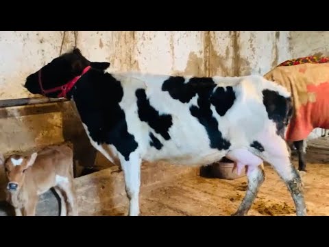 Видео: АРЗОН МОЛ ДАРКОРМИ 7 февраля 2023 г.