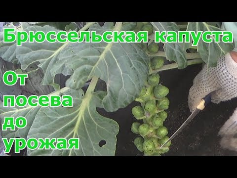 Видео: Брюссельская капуста  от посева до урожая. Посадка, выращивание и уход за брюссельской капустой