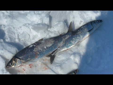 Видео: Чивыркуй 2023 рыбалка на Омуля 😎🎣