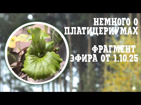 Видео: Немного о ПЛАТИЦЕРИУМАХ. Фрагмент эфира от 1-10-2025