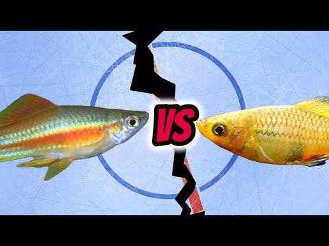 Видео: Рыбье противостояние: Меченосец против Плати