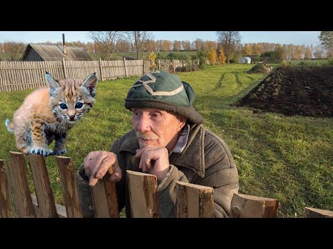 Видео: Отощавший рысёнок сидел на заборе и остервенело просил кушать, он не хотел уходить