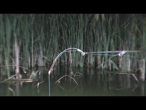 Видео: Карась на Боковой Кивок Ночью